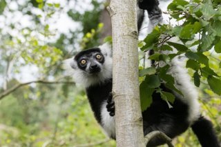 Les varis vivent sur une île du zoo de Bâle.